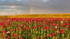 Landscapes Flowers nature Poppies fields rainbows