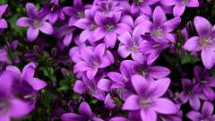 Landscapes Flowers nature purple flowers