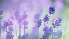 Landscapes Flowers nature purple flowers lavender