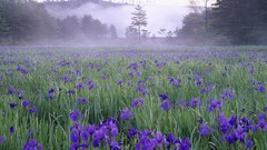 Landscapes Flowers nature purple flowers Wildflowers