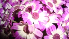 Landscapes Flowers nature purple Violet laeirbag