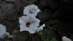 Landscapes Flowers nature romania selective coloring