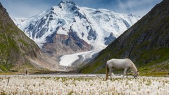 Landscapes Flowers nature snow Mountains white moss Horses