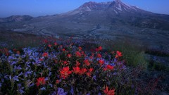 Landscapes Flowers nature snow Stars blue Mountains red purple 