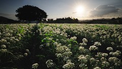 Landscapes Flowers nature sun