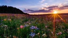 Landscapes Flowers nature sun