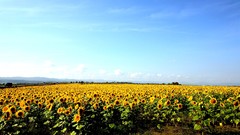 Landscapes Flowers nature Sunflowers fields HDR Photography