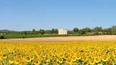 Landscapes Flowers nature Sunflowers fields yellow flowers