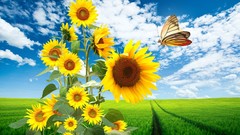 Landscapes Flowers nature Sunflowers skyscapes butterfly wings