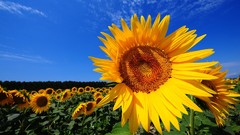 Landscapes Flowers nature Sunflowers yellow flowers