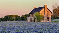 Landscapes Flowers nature Texas fields sunlight blue flowers 