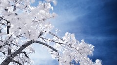 Landscapes Flowers nature Trees abstract white flowers