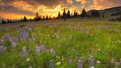 Landscapes Flowers nature Trees clouds Wildflowers