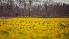 Landscapes Flowers nature Trees fields flora