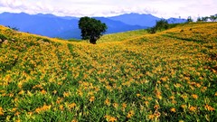 Landscapes Flowers nature Trees fields orange flowers