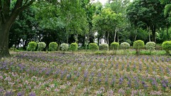 Landscapes Flowers nature Trees Garden skies