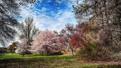 Landscapes Flowers nature Trees grass blue clouds red pink 