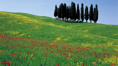 Landscapes Flowers nature Trees grass blue hills Poppies blue 