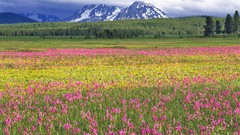 Landscapes Flowers nature Trees grass snow Mountains hills pink 