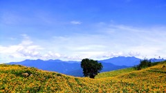 Landscapes Flowers nature Trees hills fields orange flowers
