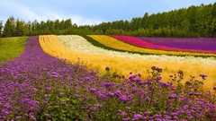 Landscapes Flowers nature Trees Japan colors multicolor