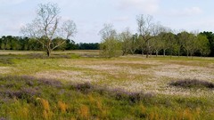 Landscapes Flowers nature Trees meadows