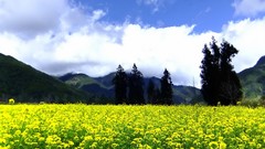 Landscapes Flowers nature Trees Mountains clouds hills skies 