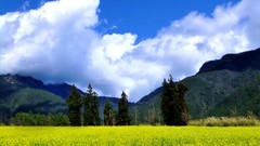 Landscapes Flowers nature Trees Mountains clouds hills Taiwan 