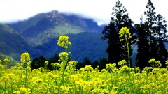 Landscapes Flowers nature Trees Mountains clouds hills yellow 