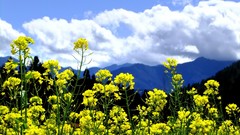Landscapes Flowers nature Trees Mountains clouds skies yellow 