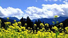 Landscapes Flowers nature Trees Mountains clouds skies yellow 