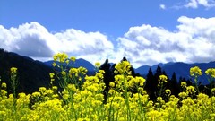 Landscapes Flowers nature Trees Mountains clouds skies yellow 