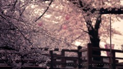 Landscapes Flowers nature Trees pink flowers Bridges lanterns
