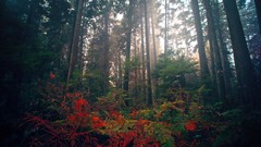 Landscapes Flowers nature Trees red Green colors forests