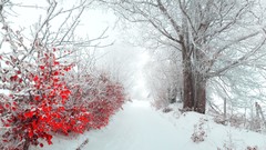 Landscapes Flowers nature Trees snow winter red white pathway