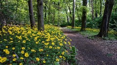 Landscapes Flowers nature Trees track Wood paths yellow flowers