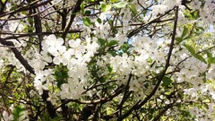 Landscapes Flowers nature Trees white spring floral blossom
