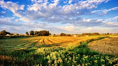 Landscapes Flowers nature Trees yellow clouds white Green 