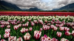 Landscapes Flowers nature tulips