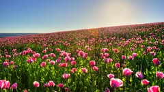 Landscapes Flowers nature tulips fields