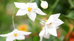 Landscapes Flowers nature white flowers