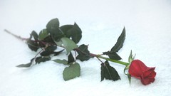 Landscapes Flowers nature widescreen