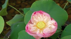 Landscapes Flowers nature widescreen