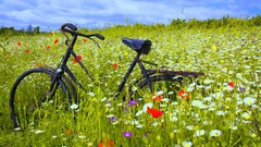 Landscapes Flowers nature widescreen Bicycles