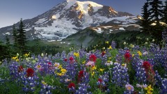 Landscapes Flowers nature Wildflowers Mount Rainier