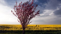 Landscapes Flowers nature yellow bright