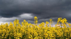 Landscapes Flowers nature yellow flowers