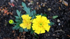 Landscapes Flowers nature yellow flowers