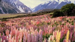 Landscapes Flowers New Zealand mount national park lupine