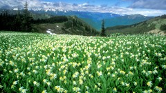 Landscapes Flowers peak Washington national park